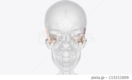The temporal bone contributes to the lower lateral walls of the skull The temporal bone contributes to the lower lateral walls of the skull 113211009