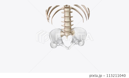 Abdomen Transverse, Axial skeleton Abdomen Transverse, Axial skeleton 113211040