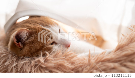 眠る猫　茶トラ白 113211113