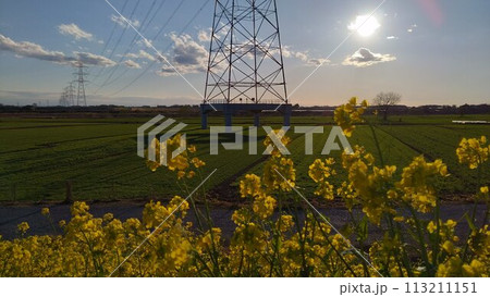 夕暮れ時の菜の花と輝く太陽と送電塔 113211151