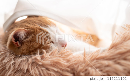 眠る猫　茶トラ白 113211192
