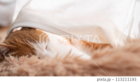 眠る猫　茶トラ白 113211193