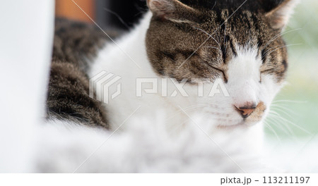 窓辺でくつろぐ猫　キジトラ白 113211197