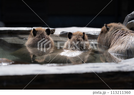 可愛いカピバラ 可愛いカピバラ 113211360