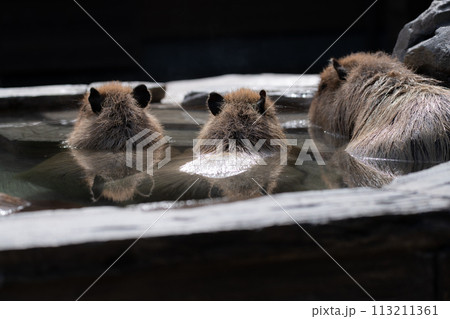 可愛いカピバラ 113211361