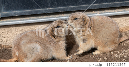 仲良しな二匹のプレーリードッグ 113211365