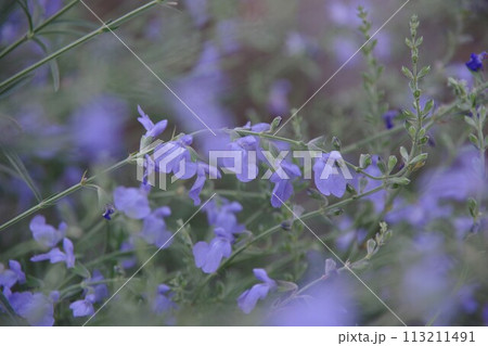 サルビア アズレア サルビア アズレア 113211491