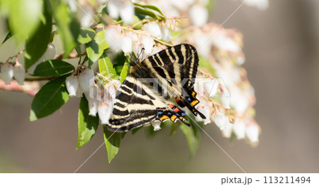 アセビの蜜を吸うギフチョウ 113211494