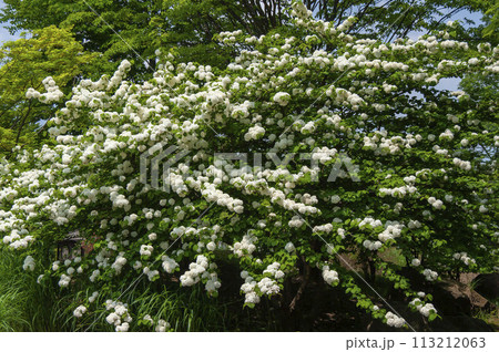 オオデマリ 113212063