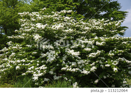 オオデマリ 113212064