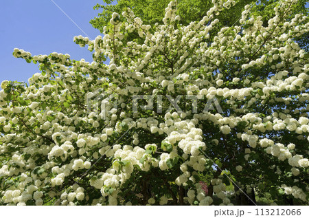 オオデマリ 113212066