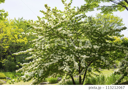 オオデマリ 113212067