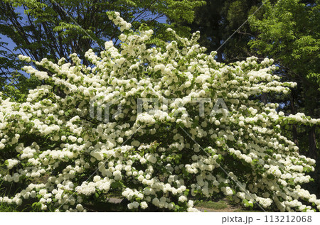 オオデマリ 113212068