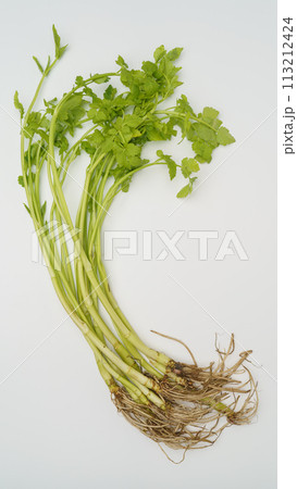 根がついている芹(セリ) 113212424