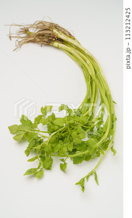 根がついている芹(セリ) 113212425