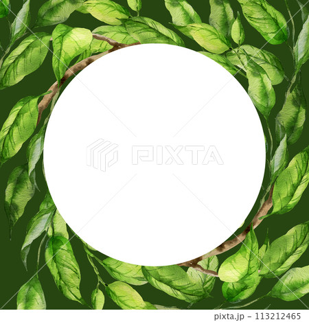 watercolor round white frame with illustration of green leaves on a branch, branch of peach or apricot, nectarine, sketch of nature element isolated on green background watercolor round white frame with illustration of green leaves on a branch, branch of peach or apricot, nectarine, sketch of nature element isolated on green background 113212465