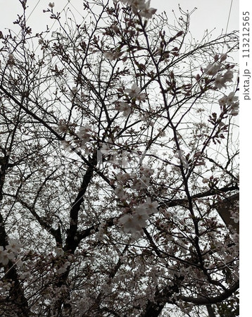 五分咲きの桜 五分咲きの桜 113212565