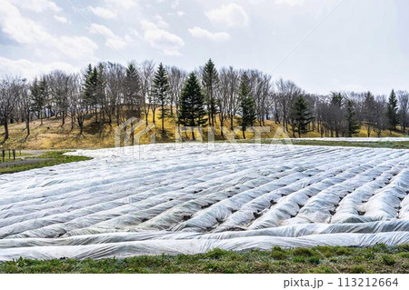 早春の国営みちのく湖畔公園　養生された花畑　宮城県川崎町 113212664