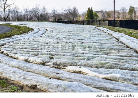 早春の国営みちのく湖畔公園　養生された花畑　宮城県川崎町 113212665