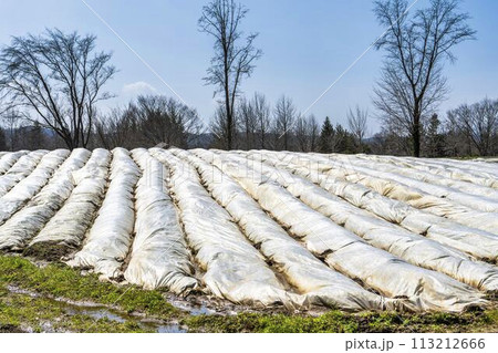 早春の国営みちのく湖畔公園　養生された花畑　宮城県川崎町 113212666
