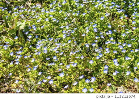 早春の国営みちのく湖畔公園　一面に咲くオオイヌフグリ　宮城県川崎町 113212674