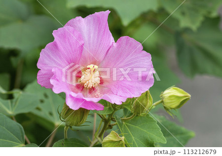芙蓉 芙蓉 113212679