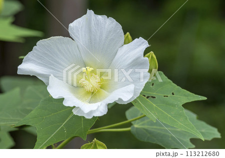 芙蓉 芙蓉 113212680