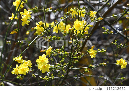 オウバイモドキ（黄梅擬） 113212682