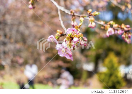 早春の国営みちのく湖畔公園 咲き始めた河津桜 宮城県川崎町 早春の国営みちのく湖畔公園 咲き始めた河津桜 宮城県川崎町 113212694