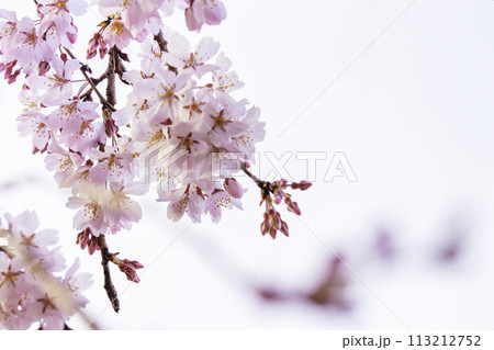 美しいピンクの桜の花 113212752