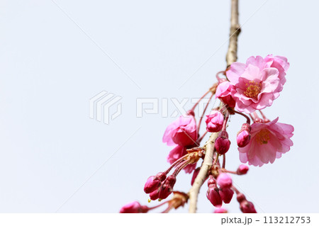 咲き始めの桜 113212753