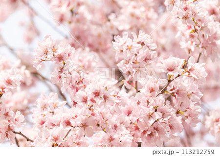 美しいピンクの桜の花 113212759