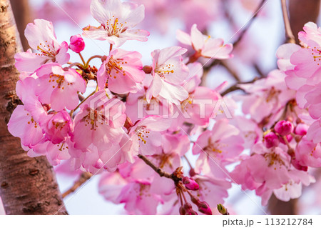 美しいピンクの桜の花 美しいピンクの桜の花 113212784