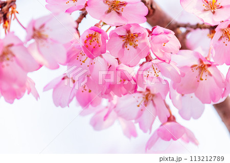 美しいピンクの桜の花 113212789