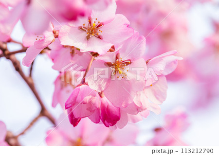 美しいピンクの桜の花 113212790