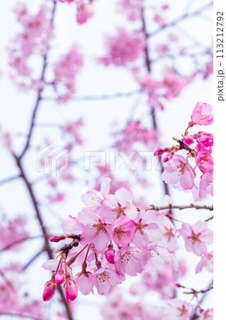 美しいピンクの桜の花 113212792