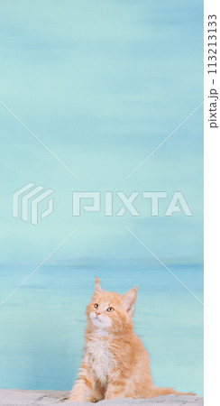 Cat Copy Space Background In Light Blue Color Colour. Young Red Maine Coon Kitten Cat Sitting On Sofa. Coon Cat, Maine Cat, Maine Shag. Amazing Pets Pet. Portrait On Backdrop. Panorama Panoramic View Cat Copy Space Background In Light Blue Color Colour. Young Red Maine Coon Kitten Cat Sitting On Sofa. Coon Cat, Maine Cat, Maine Shag. Amazing Pets Pet. Portrait On Backdrop. Panorama Panoramic View 113213133