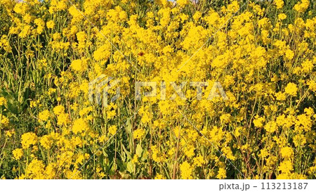 満開の菜の花畑 113213187