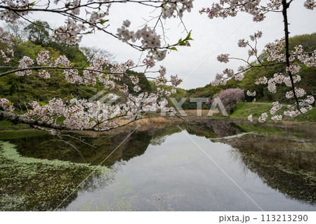 立田山自然公園に咲く桜の花が美しい 113213290