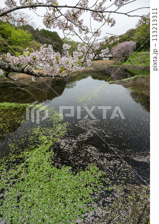 立田山自然公園に咲く桜の花が美しい 113213311