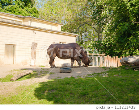 DICEROS BICORNIS MINOR A BLACK RHINO stands in its enclosure in the Frankfurt Zoo. walk in Frankfurt Zoological garden, founded in 1858 and second oldest zoo in Germany 113213435