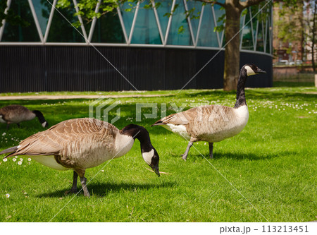 A family of Canada Geese grazing grass in city Frankfurt am Main, on bank of river in Frankfurt, spring time 113213451