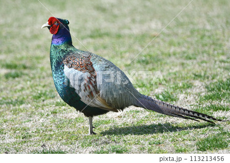 公園に現れたキジ 113213456