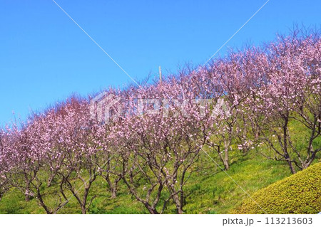 斜面を彩る杏の花と青空 斜面を彩る杏の花と青空 113213603