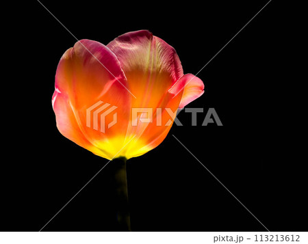 一輪のチューリップ～ブラックバック～ 113213612