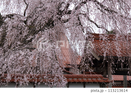 日本のお寺としだれ桜 113213614