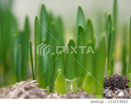 水仙の新芽の背景素材 水仙の新芽の背景素材 113213633