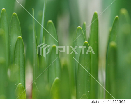 水仙の新芽の背景素材 113213634