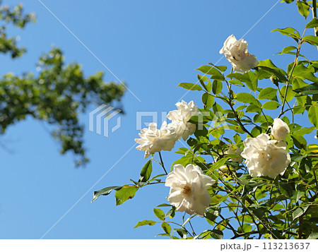 青空と白いバラの花 113213637