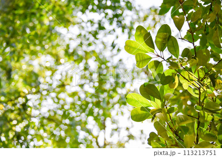 光を浴びる新緑 113213751
